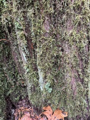 Cladonia ochrochlora