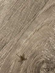 Camptocosa parallela