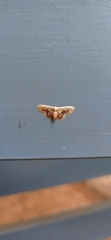 Idaea gemmaria