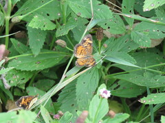 Phyciodes phaon
