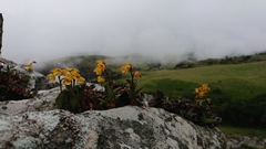 Polystachya pubescens