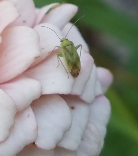 Broken-backed Bug photo 6
