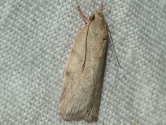 Euchaetis inceptella