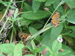 Phyciodes phaon