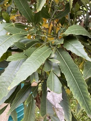 Cussonia