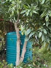 Cussonia