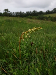 Kniphofia parviflora