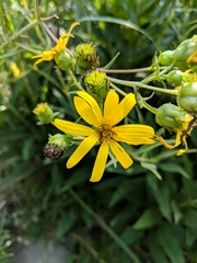 Silphium