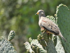 Columbina cruziana