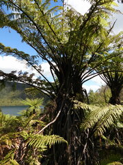 Cyathea medullaris