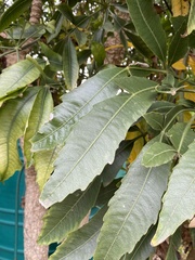 Cussonia