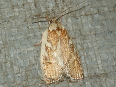 Euchaetis rhizobola