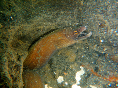 Gymnothorax