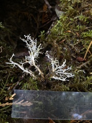 Sphaerophorus venerabilis