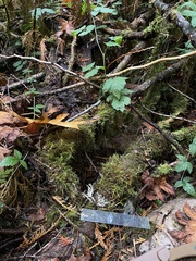 Sphaerophorus venerabilis