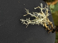 Sphaerophorus venerabilis