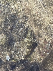 Gobius cobitis