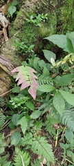 Adiantum macrophyllum