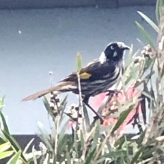 Phylidonyris novaehollandiae novaehollandiae