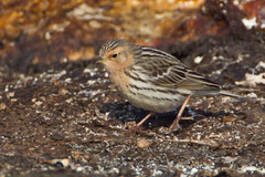 Red-Throated Pipit photo 3