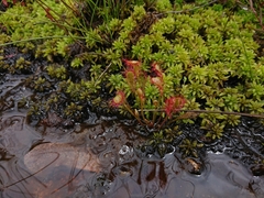 Drosera nidiformis