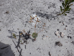 Stylidium spinulosum