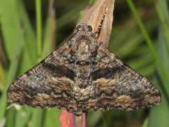 Gastrinodes argoplaca