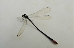 Argiocnemis rubescens