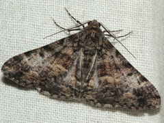 Gastrinodes argoplaca