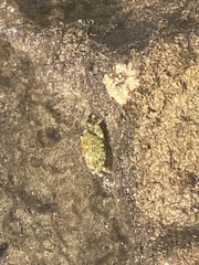 Pachygrapsus transversus