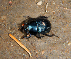 Onthotrupes nebularum