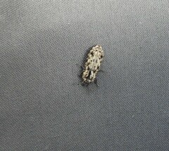 Phanodesta nigrosparsa