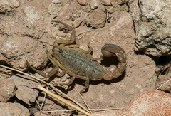 Hottentotta conspersus