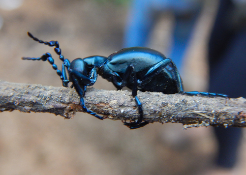 Meloe nebulosus