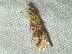 Hellula hydralis