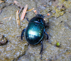 Halffterius rufoclavatus