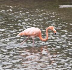 Phoenicopterus ruber
