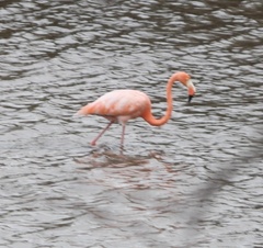 Phoenicopterus ruber