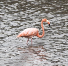 Phoenicopterus ruber