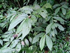 Elatostema platyphyllum