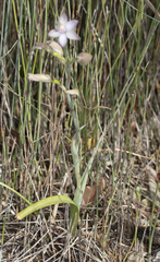Thelymitra epipactoides