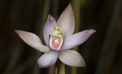 Thelymitra epipactoides