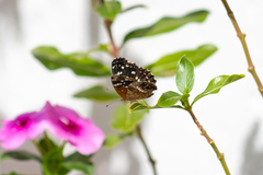 Anthanassa texana texana
