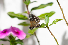 Anthanassa texana texana