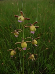 Eulophia coeloglossa
