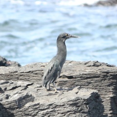 Butorides striata sundevalli