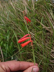 Cyrtanthus brachyscyphus