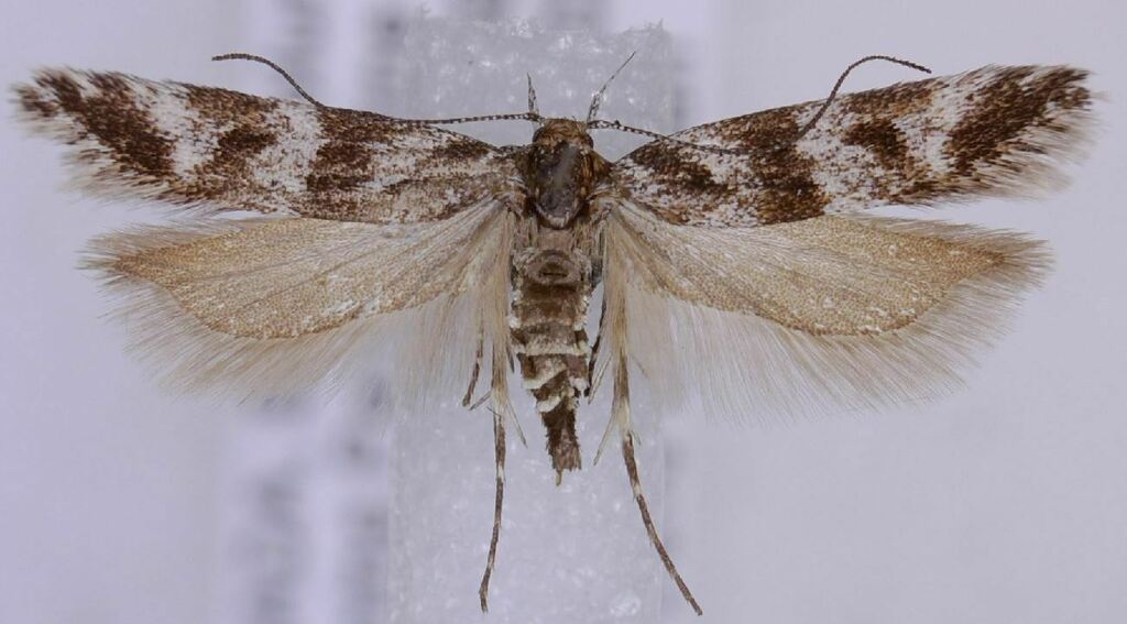 Six-spot Groundling