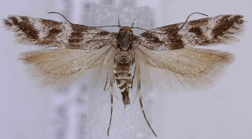 Six-spot Groundling