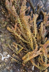Acanthophora spicifera